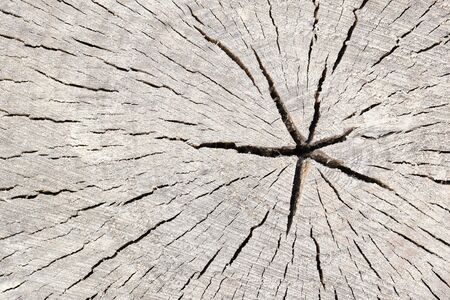 Cross section of tree trunk log showing growth rings, timber wood texture stump of tree felled section of the trunk with annual rings, with copyspace.の写真素材