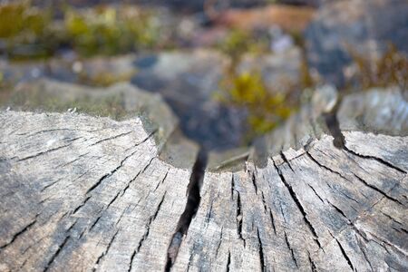 Selective focus texture of rough surface felled tree cracked weathered with annual rings over out of focus moss and stones background, with copyspace. Concept of long life longevity aging.の写真素材