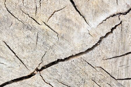 Cross section of tree trunk log showing growth rings with diagonal crack, textured stump of tree felled section of trunk with annual rings, with copyspace.の写真素材