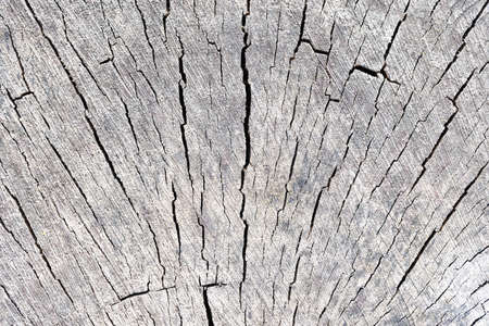 Cross section of tree trunk log showing growth rings with radial symmetrical cracks, textured stump of tree felled section of trunk with annual rings, conceptual minimalism with copyspace.の写真素材