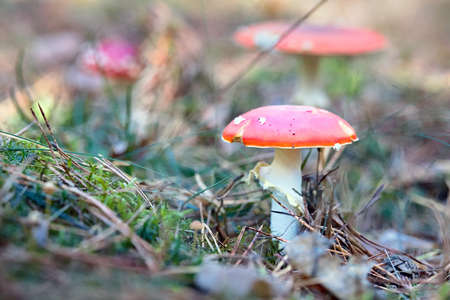 Fly agaric or amanita mushroom in the forest among out of focus mushrooms pine needles and moss close upの写真素材