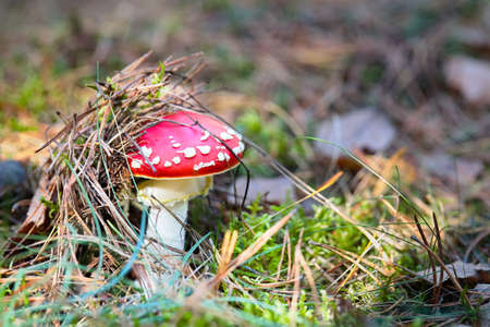 Fly agaric or amanita mushroom under pine needles cap in the forest among out of focus pine needles and moss close upの写真素材