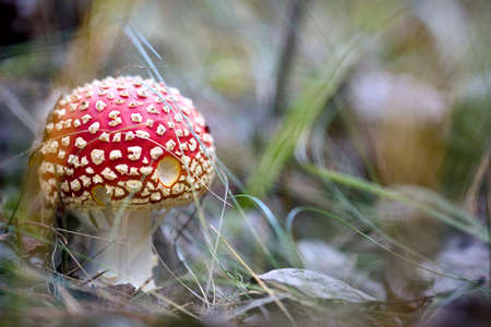 Lovely little fly agaric with animal bites or amanita mushroom in forest among out of focus pine needles and moss close up.の写真素材