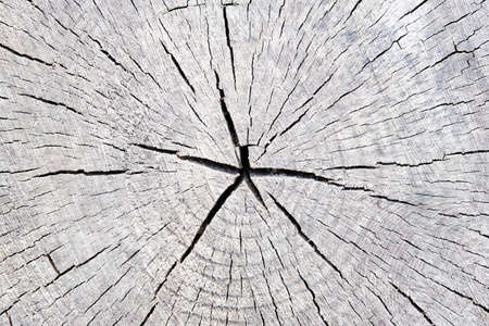 Cross section of tree trunk log with growth rings, timber wood texture stump of tree felled section of the trunk with annual rings with copyspace.の写真素材