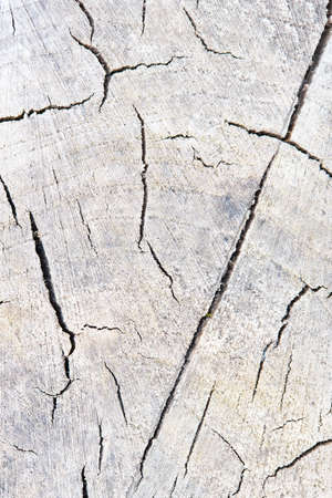 Texture of rough surface felled tree cracked weathered with annual rings. Concept of long life longevity aging. Background with copy space of gray stump wood.の写真素材