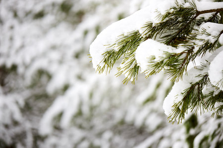 Snow-covered pine tree branch covered with snow cap snowdrift at winter frosty day selective focus with copyspace.の写真素材
