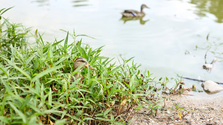 Female mallard hides in coastal grass on shore of pond with another duck out of focus on background with copyspace.の写真素材