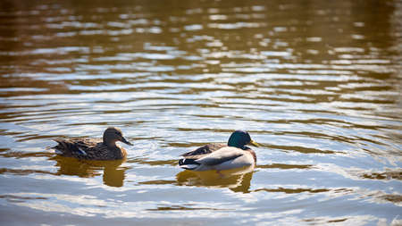 Selective focus couple of duck and drake are swimming in pond sunny day. Wild nature life background with copyspace 16x9.の写真素材