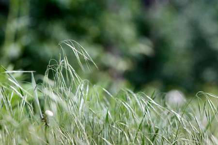 Sprout of bromus tectorum, downy brome, drooping brome or cheatgrass selective focus closeup macro grass rural background in wild nature shallow focus with copyspace.の写真素材