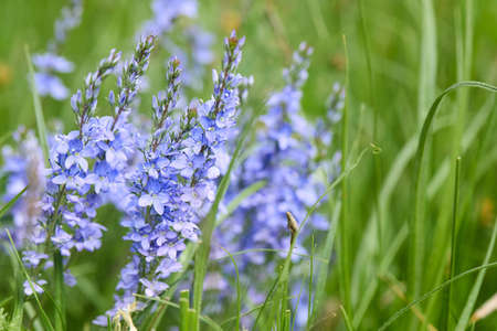 Veronica austriaca selective focus closeup macro flower in wild nature over out of focus floral background with copyspace.の写真素材