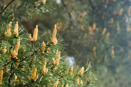 Pinus sylvestris Scots pine Scotch pine European red pine or Baltic pine selective focus branch with cones flowers and pollen over out of focus background with copyspace.の写真素材