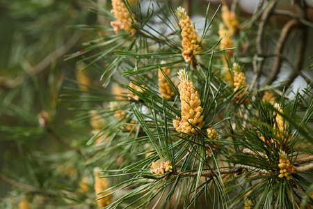 Pinus sylvestris Scotch pine European red pine Scots pine or Baltic pine selective focus branch with cones flowers and pollen over out of focus background with copyspace.の写真素材