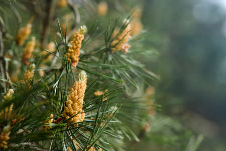Pinus sylvestris Scotch pine European red pine Scots pine or Baltic pine closeup macro selective focus branch with cones flowers and pollen over out of focus background with copyspace.の写真素材