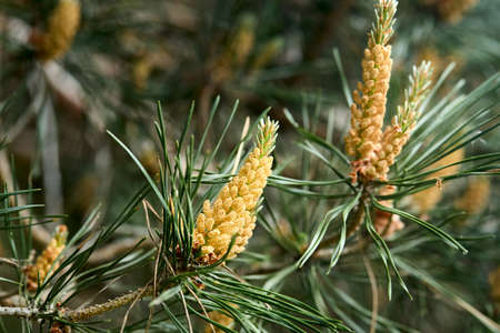 Pinus sylvestris Scotch pine European red pine Scots pine or Baltic pine closeup macro selective focus branch with cones flowers and pollen over out of focus floral background with copyspace.の写真素材