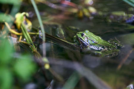 Edible frog, Pelophylax esculentus also known as common water frog or green frog, European dark-spotted, European black-spotted pond frog, and European black-spotted frog.の写真素材