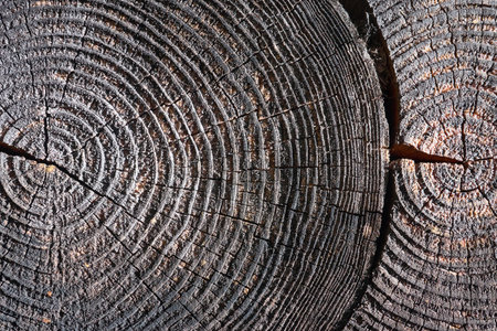 Selective focus burnt resinous wood glowing texture of rough surface two felled tree weathered with annual rings, cracks. Concept of long life longevity aging. High contrast background with copyspace.の写真素材