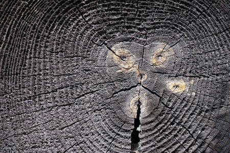 Selective focus burnt resinous wood texture of rough surface felled tree weathered with annual rings several cores cracks. Concept of long life longevity aging. High contrast background.の写真素材
