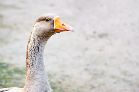 Gray goose, anser anser head neck and upper body selective focus closeup over out of focus background with copyspace profile shot.の写真素材
