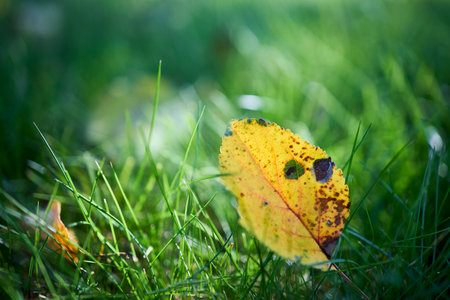 Yellow autumn apple tree leaf translucent, selective focus on green grass. Closeup shot of apple tree leaf on green grass horizontal. Autumn leaf fall. Beautiful yellow leaf over out of focus lawn.の写真素材