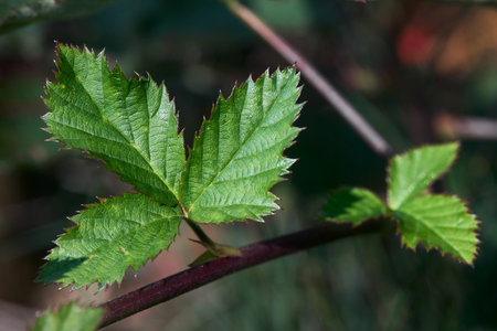 BlackBerry bramble dewberry leaves selective focus in fall sun. Closeup shot of BlackBerry leaf on branch horizontal. Floral background with copyspace.の写真素材