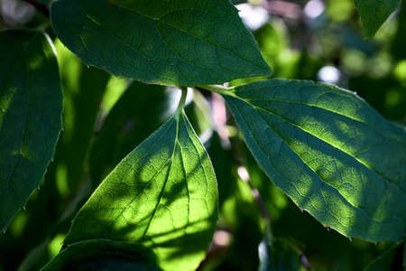 Philadelphus coronarius or Sweet mock orange translucent leaves in fall sunny day selective focus closeup floral background.の写真素材
