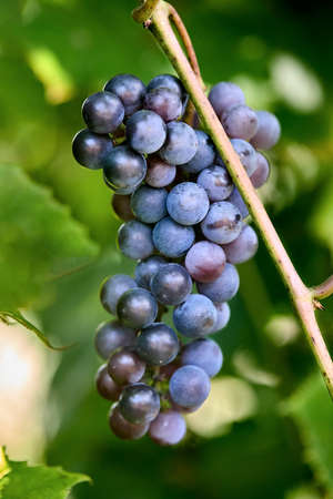 Black grape branch at farm, red vine selective focus. Red wine grapes branch with foliage. Vineyards at sunset. Grape harvest in fall, vineyard. Floral background vertical.の写真素材