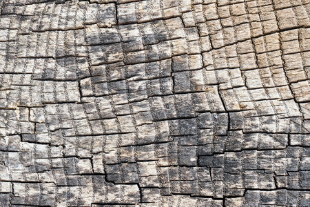 Cross section of ash tree gray elm oak porous stump burnt gray and weathered with small pores in annual rings with square rectangular mosaic cracks. Concept of trypophobia.の写真素材