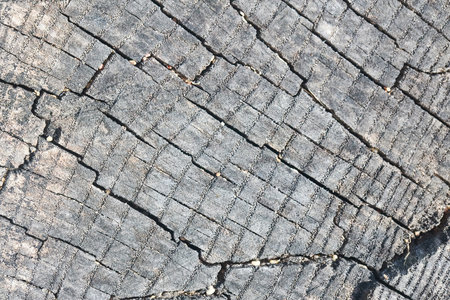 Cross section of ash tree gray elm oak porous stump burnt gray and weathered with small pores in annual rings with square rectangular, mosaic cracks. Concept of trypophobia.の写真素材