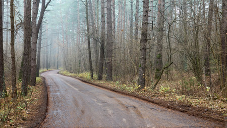 Asphalt highway road through pine fog forest in Eastern Europe. Atmospheric autumn moody landscape. Concept of travel destinations, vacations, freedom, ecotourism, nature 16x9 panoramic shot.の写真素材