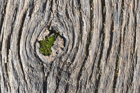 Tree sandy bark old weathered with knot and moss closeup texture and background. Moss growing into knothole.の写真素材