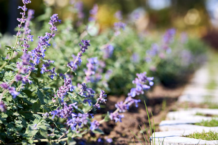 Catmint perennial Australian bugle Ajuga australis Nepeta grandiflora Caucasus catmint Beautiful catmint Giant Catmint Ajuga at cultivation bed plantation selective focus.の写真素材