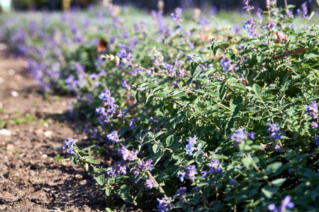 Catmint perennial Australian bugle Ajuga australis Nepeta grandiflora Caucasus catmint Beautiful catmint Giant Catmint Ajuga at cultivation bed plantation selective focus.の写真素材