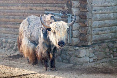 Brown yak bos mutus near farm barn with carding for animals device cow cleaning machine grooming brushes. Cattle mountain bull yak ox buffalo bison mammals animal.の写真素材