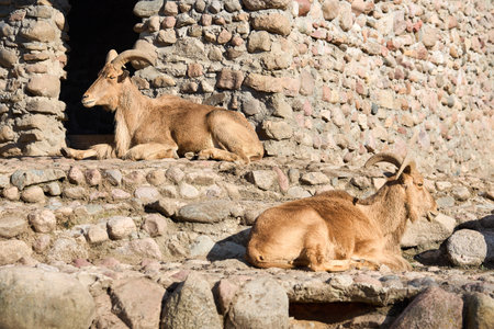 Two Barbary sheep or Ammotragus lervia aoudad species of caprine endemic to rocky mountains in North Africa. Over background with wall made of stones.の写真素材