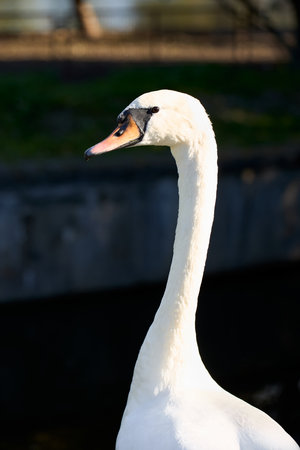 Swans are birds of family Anatidae within the genus Cygnus. The swans closest relatives include the geese and ducks. Closeup swan portrair headshot vertical.の写真素材