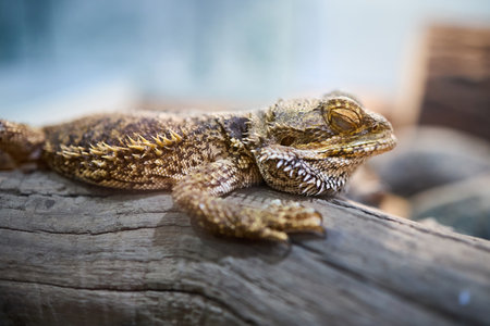 Pogona genus of reptiles known as bearded dragons or Pogona Vitticeps. Bearded dragon refers to underside of throat or beard of lizard which can turn black and gain weight of stress or threatened.の写真素材