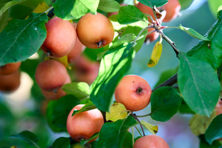 Malus prunifolia species of crabapple tree known as plum leaf crabapple, plum leaved apple, pear leaf crabapple, Chinese apple and Chinese crabapple. Selective focus closeup agricultural background.の写真素材