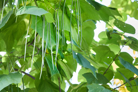 Catalpa bignonioides or southern catalpa, cigar tree, and Indian-bean-tree commonly used as garden and street tree. Branches with foliage closeup nature background.の写真素材