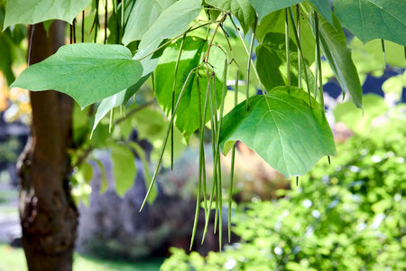 Catalpa bignonioides or southern catalpa, cigar tree, and Indian-bean-tree commonly used as garden...
