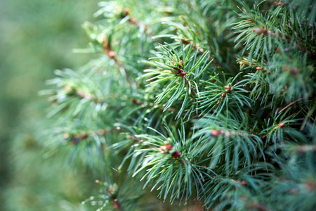 Sprouts shoots of Picea glauca, white spruce, Canadian , skunk cat Black Hills spruce western white Alberta white and Porsild spruce closeup with copyspace.の写真素材