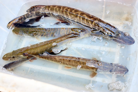 Pike luce ling pickerel crucian carp freshwater fish. Fresh alive fish in box. Restaurant organic food fishmarket concept.の写真素材