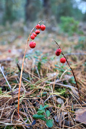 Lily of the valley or Convallaria majalis or lily-of-the-valley woodland flowering plant fruits small orange red berry. All parts of the plant are potentially poisonous.の写真素材