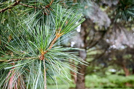 Cedar branches with long fluffy needles over out of focus floral background. Pinus sibirica or Siberian pine. Pine branch with long and thin needles selected focus with copyspace.の写真素材