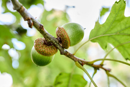 Acorns of Quercus palustris also called pin oak swamp oak or Spanish oak, tree in red oak section...