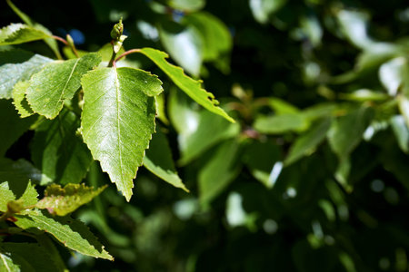 Betula nana or dwarf birch leaves close up species of birch in family Betulaceae, found mainly in...