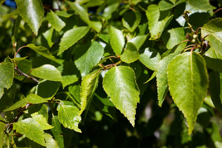 Betula nana or dwarf birch leaves close up species of birch in family Betulaceae, found mainly in...