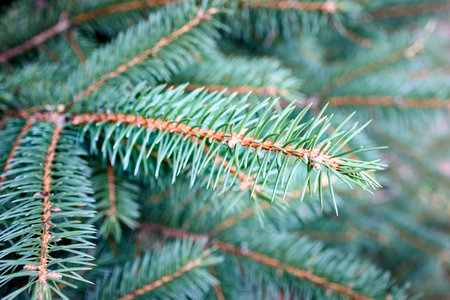 Green sprout of the European spruce. Picea abies, the Norway spruce or European spruce species of spruce native to Northern, Central and Eastern Europe.の写真素材