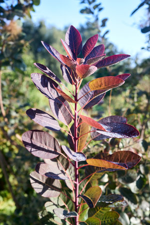 Cotinus coggygria, Rhus cotinus, European smoketree, Eurasian smoketree, smoke tree, smoke bush, Venetian sumach, or dyers sumach, Eurasian plant family Anacardiaceae, young sapling in dew drops.の写真素材