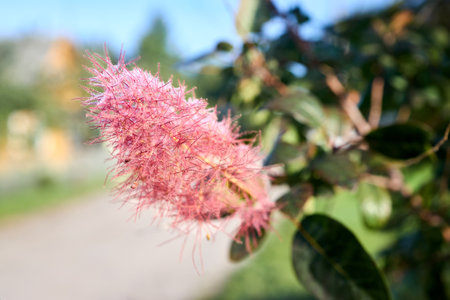 Cotinus coggygria, Rhus cotinus, European smoketree, Eurasian smoketree, smoke tree, smoke bush, Venetian sumach, or dyers sumach, Eurasian flowering plant family Anacardiaceae, flower in dew drops.の写真素材