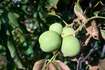 Juglans regia, Persian or English or Carpathian walnut, Madeira walnut or common walnut green fruits in autumn. Old World walnut tree native to from Caucasus to Kashmir.の写真素材